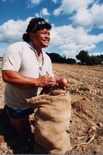 Steve Puhipuhi Packing Onions in Shannon.