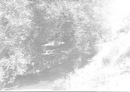 Hokio Stream and eel weir