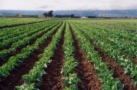 Market Gardening, Levin