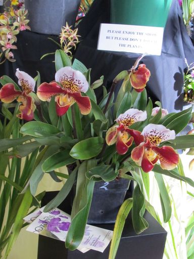 The Levin Orchid society show August 2012 0269 - Resource cover image