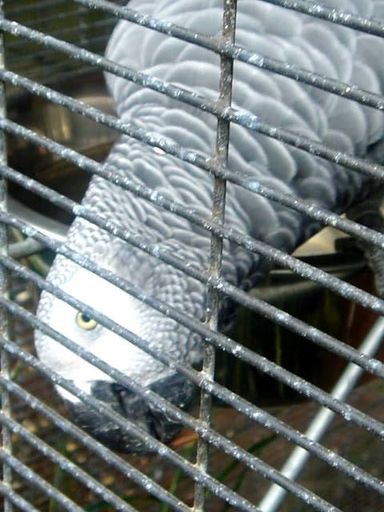 African Grey!