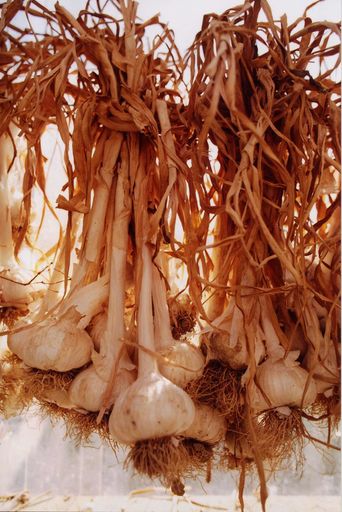 Drying Garlic at Garden of York
