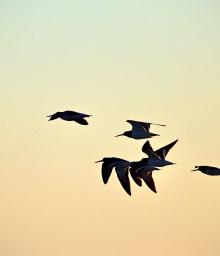 Sunset birds - #CaptureYourHorowhenua