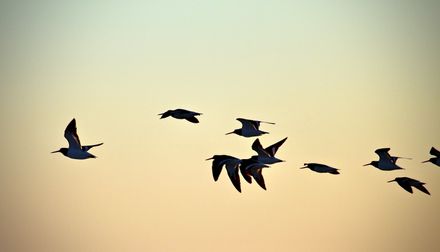 Sunset birds - #CaptureYourHorowhenua