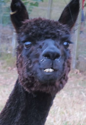 Garden 2 black alpaca face