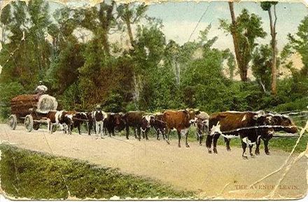 Bullock Team Pulling Log, The Avenue, Levin