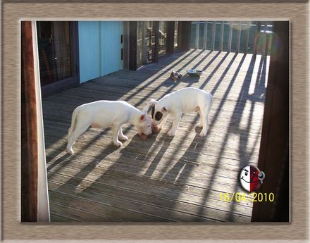 Bullies 4 Me - Resource cover image