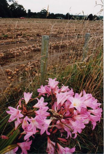 Onion fields at Shannon