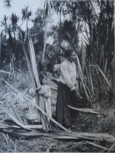 Maori adult and child cutting flax