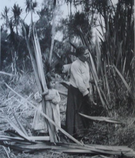 Maori adult and child cutting flax