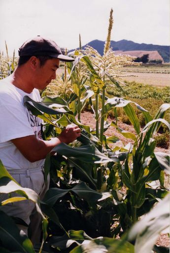 Corn in a Market Garden