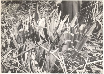 Flax plants - Resource cover image