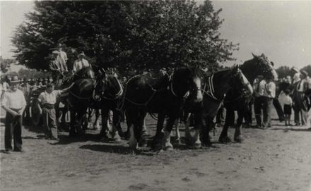 Horse Team at Levin Show 1947