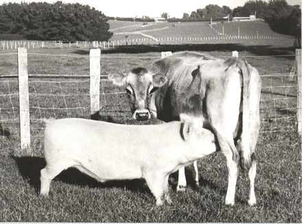 Pig being 'nursed' by Jersey cow, 1971