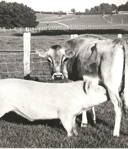 Pig being 'nursed' by Jersey cow, 1971