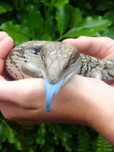 Blue Tounge Lizard