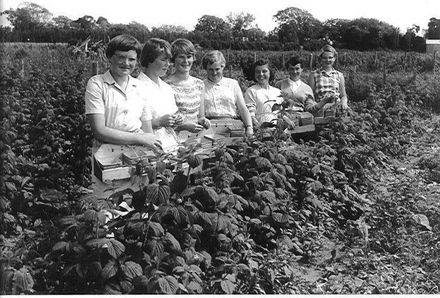Raspberry Pickers, Brown's Berryfruit Gardens, 1958