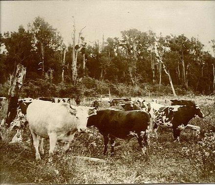 Cleared land stocked with steers, 'Cheslyn Rise'.