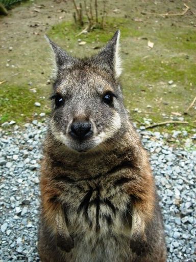 Wallaby!