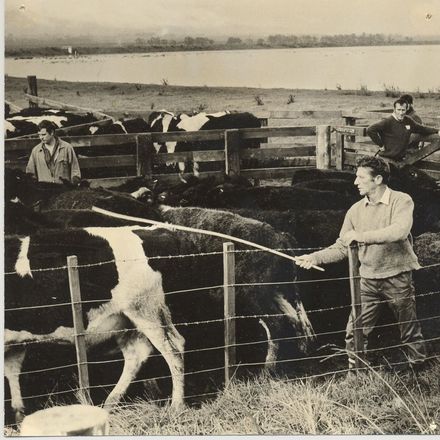 Stock moved from floodway, Manawatu River, 1971