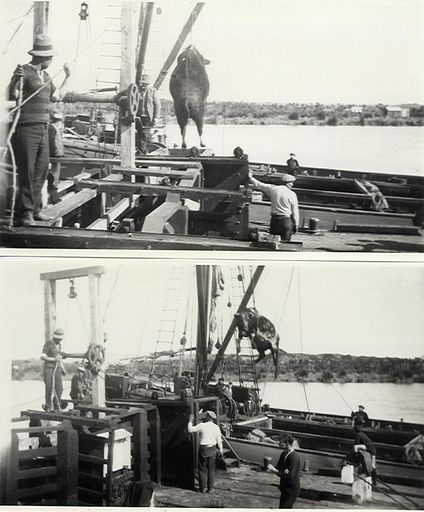 Loading cattle at Foxton Wharf