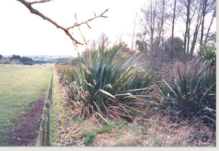 Flax at taupo