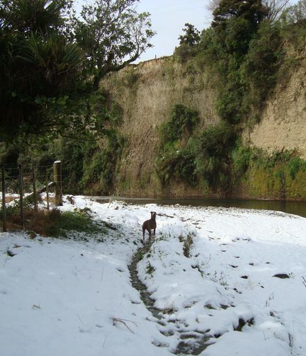 Venturing out - dog in snow by Ohau River, Gladstone Reserve, Levin