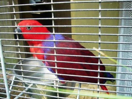 Eclectus