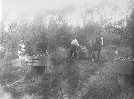 Hebe and Harry Blackburn harvesting fruit in orchard