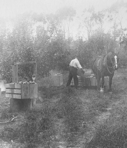 Hebe and Harry Blackburn harvesting fruit in orchard
