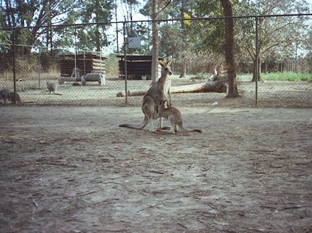 Kingsbury Collection - July 1982 - Australia - Resource cover image
