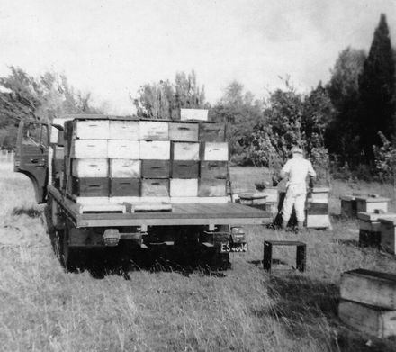 Field's Apiaries worker manually loading full honey boxes. 1967-68 season - Resource cover image