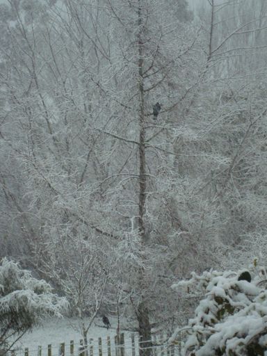 Coming home to snow with wood pigeons in larch tree