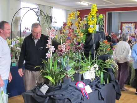 The Levin Orchid society show August 2012 0239 - Resource cover image