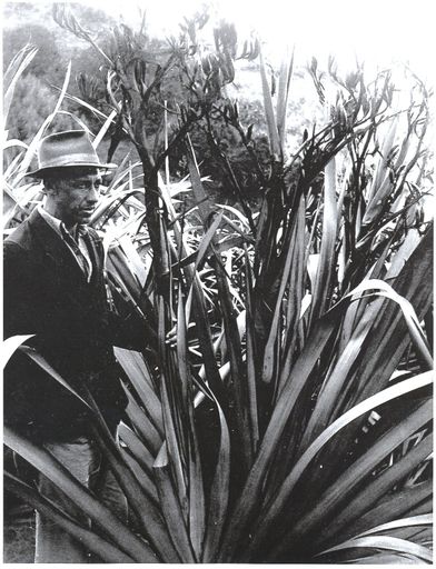 Flax bush with seed head