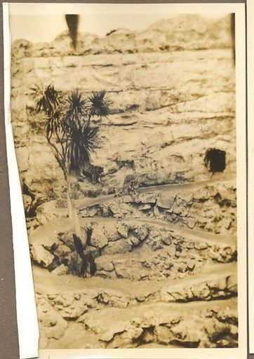 An animal enclosure - possible Wellington zoo. - Resource cover image