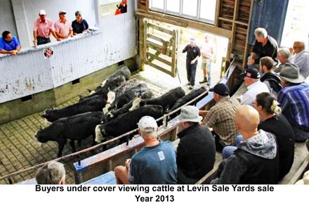 Buyers under cover viewing cattle at Levin Sale Yards - Resource cover image