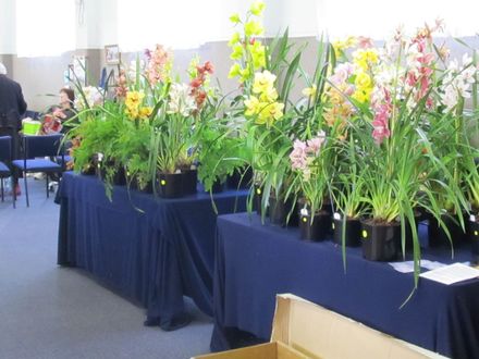The Levin Orchid society show August 2012 0260