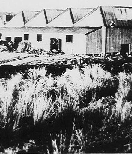 'Miranui' Mill, Shannon c. 1907