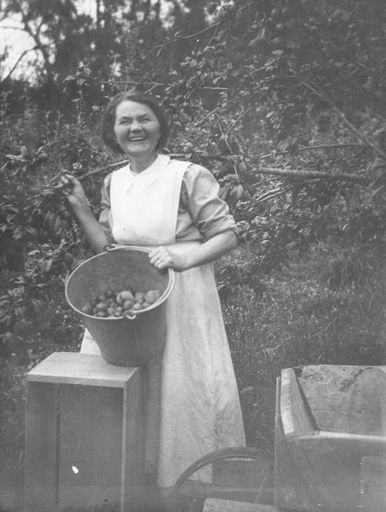 Mrs Hebe Blackburn picking peaches?