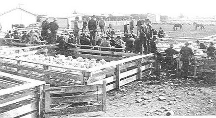 A & W Levin Sale yards 1917 - Resource cover image