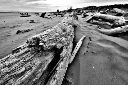 Foxton Beach - Resource cover image
