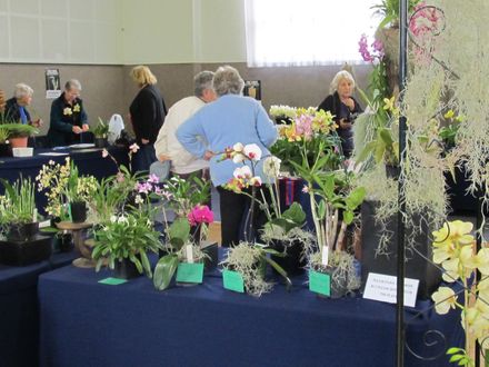 The Levin Orchid society show August 2012 0238 - Resource cover image