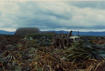 Cutting the Last Flax at Moutoa