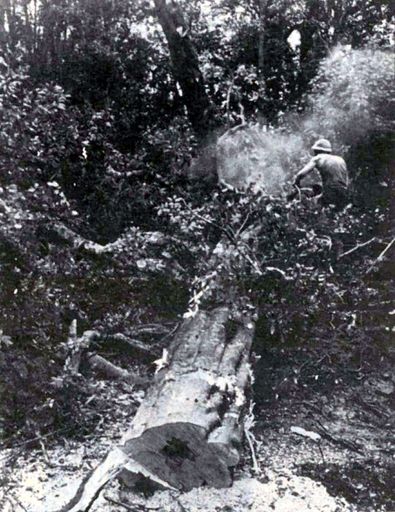 Tawa tree felled in Wilson's Bush, McArthur Street - Resource cover image