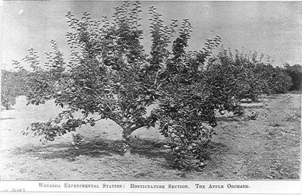 Apple Orchard, Weraroa Experimental Station