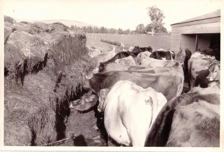 Cows feeding on silage from stack at cowshed
