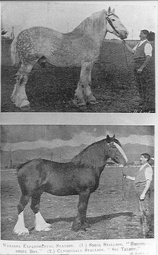 Stallions, Weraroa Experimental Station
