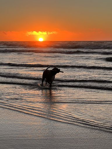 Dottie at Hōkio Beach - #CaptureYourHorowhenua