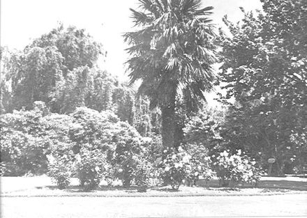 Public Gardens, Levin